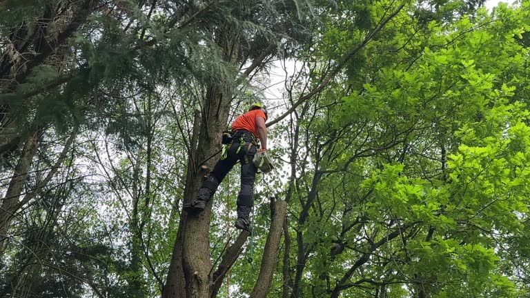 Buford, GA  Tree Services Company