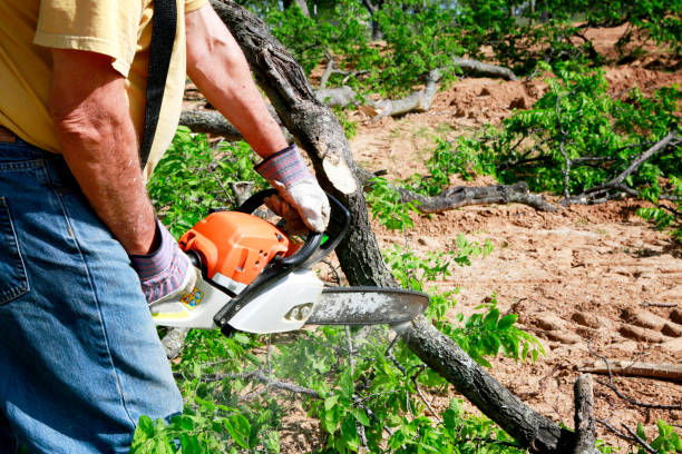 How Our Tree Care Process Works  in  Buford, GA